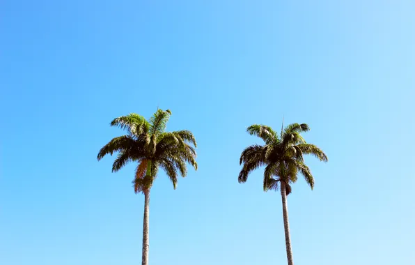 Summer, the sky, leaves, trees, branches, palm trees, blue