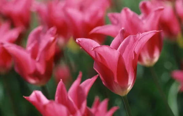 Blur, tulips, pink