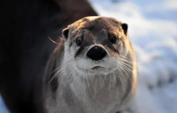 Look, face, otter