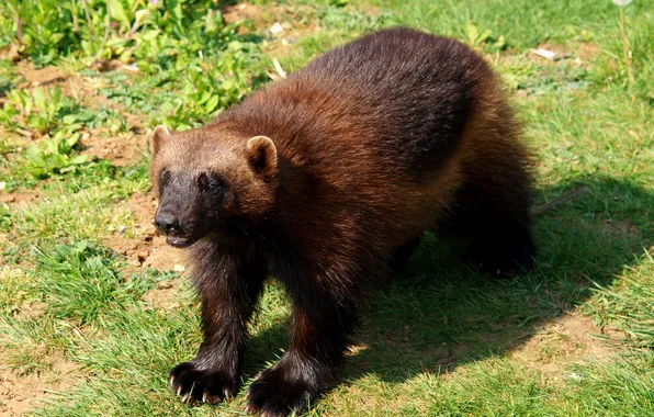 Picture grass, the sun, earth, shadow, predator, mammal, Wolverine, weasel family