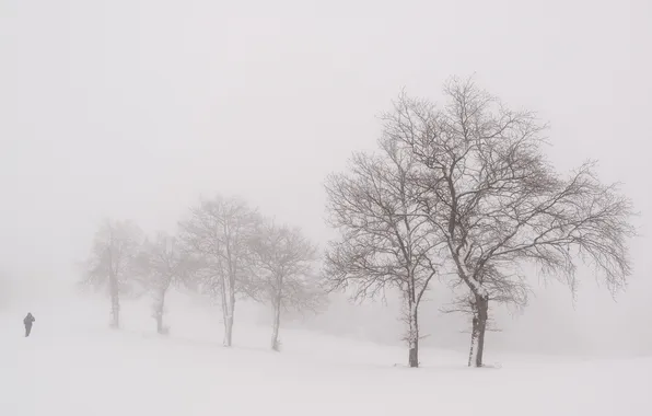 Winter, trees, nature, fog, people