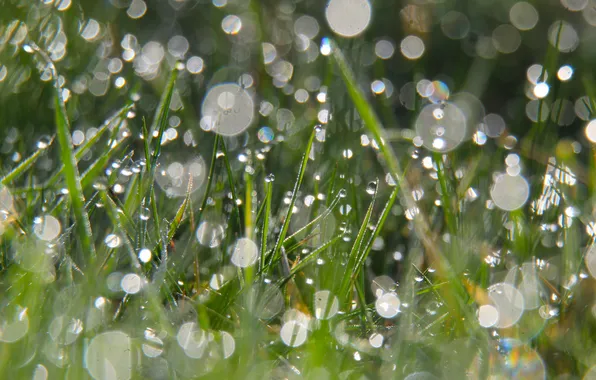 Green, drops, gras, dew drops