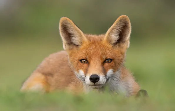 Picture grass, look, face, nature, pose, portrait, Fox, lies