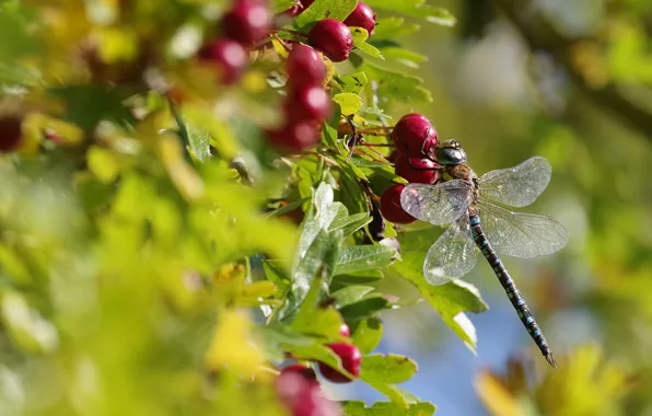 Picture autumn, summer, leaves, macro, light, red, berries, blur