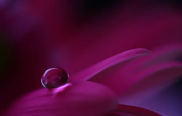 Picture flower, macro, petals, drop, Raspberry