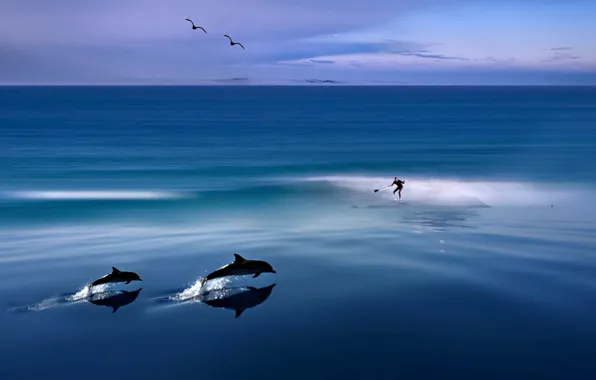Sea, dolphins, surfer