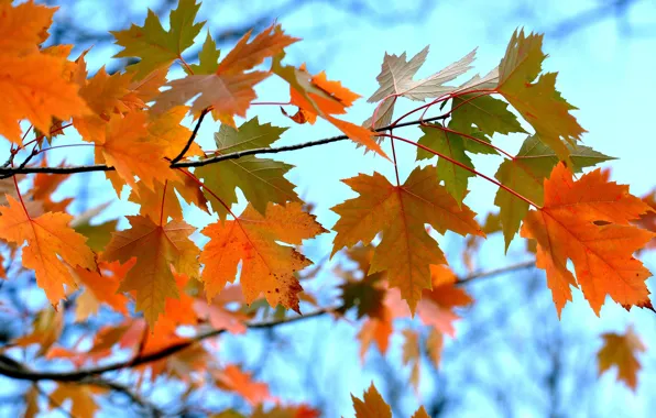 Autumn, the sky, leaves, branch, maple