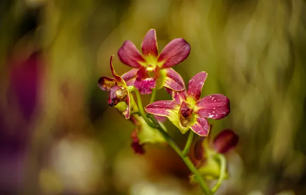 Picture macro, flowers, Orchid, raspberry, Wallpaper from lolita777