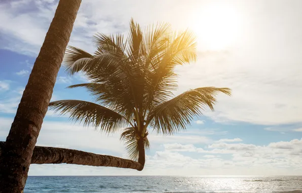 Sand, sea, wave, beach, summer, the sky, palm trees, shore