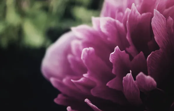 Picture flower, petals, peony