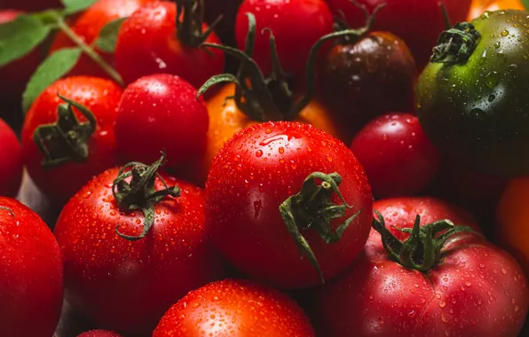 Drops, macro, harvest, red, tomatoes, a lot, tomatoes, juicy