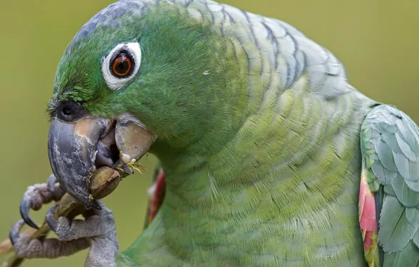 Picture green, bird, parrot