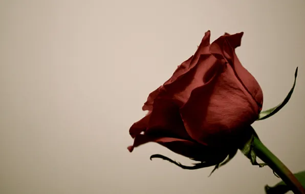 Rose, petals, stem