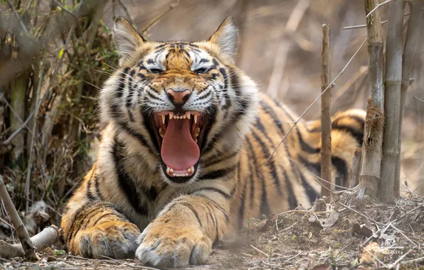Nature, tiger, beast