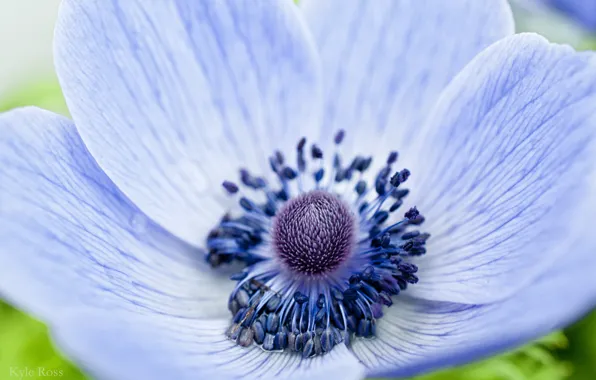 Flower, macro, blue, focus, petals, Anemone, anemone