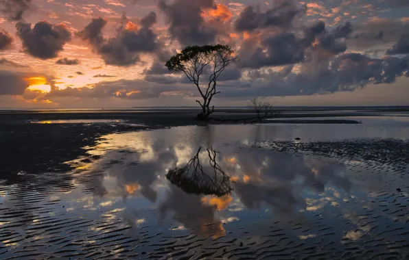 The sky, water, clouds, reflection, clouds, tree, the evening, Australia