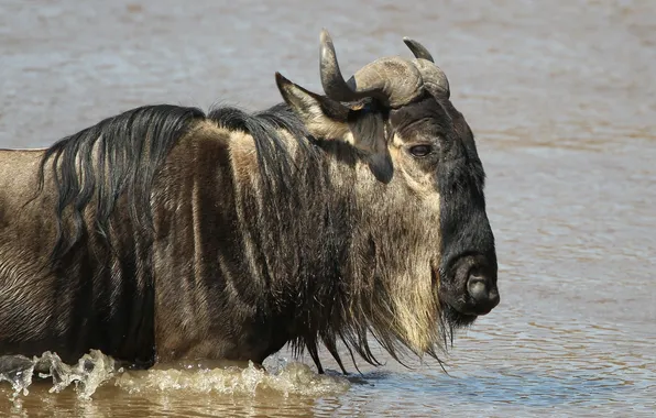 Face, profile, pond, antelope, GNU