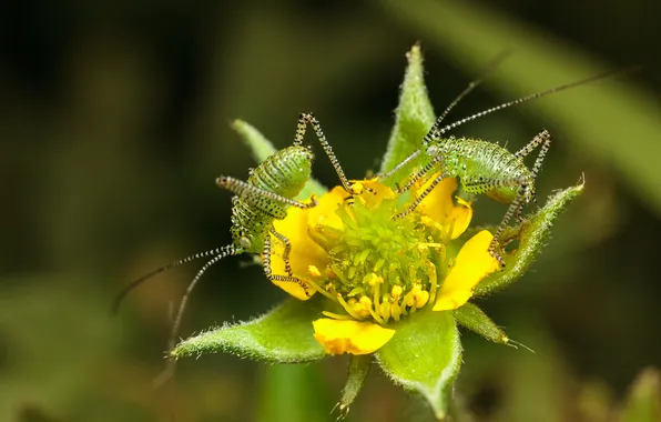Flower, insects, bokeh, grasshoppers