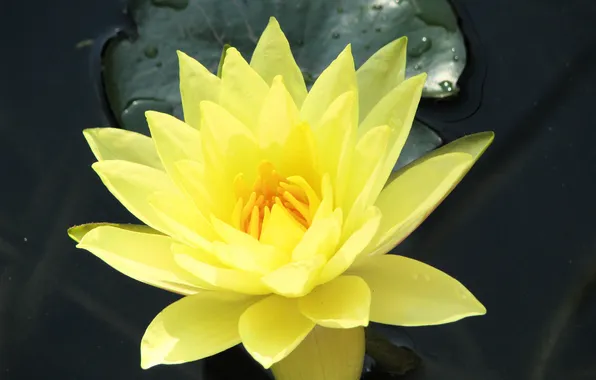 Picture flower, yellow, nature, Lotus