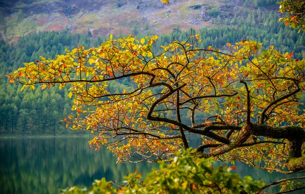 Autumn, leaves, trees, mountains, lake, branch, slope