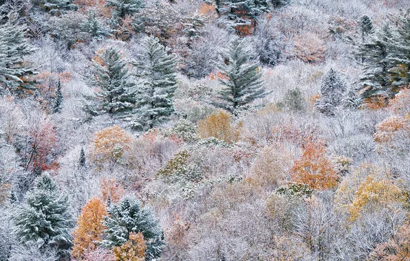 Picture autumn, forest, snow, paint, slope, Canada, Ontario