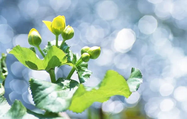 Greens, macro, light, nature, green, glare, plant, spring