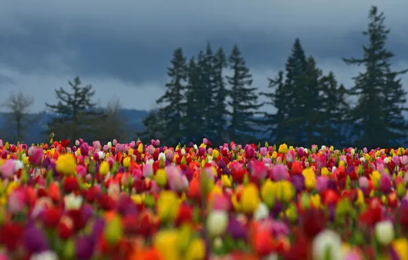 Picture field, forest, trees, flowers, colored, spruce, tulips
