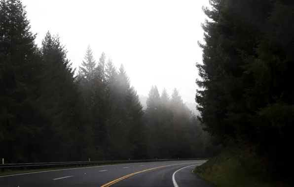 Road, forest, trees, markup, track