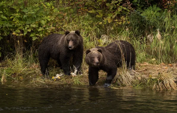 Picture grass, leaves, pose, river, shore, two, bear, bathing
