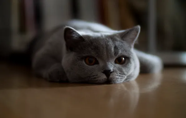 Cat, cat, look, pose, face