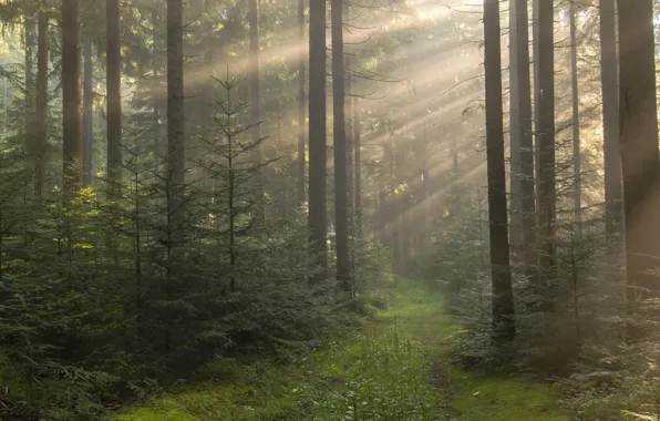 Forest, summer, the sun, rays, light, trees, branches, fog