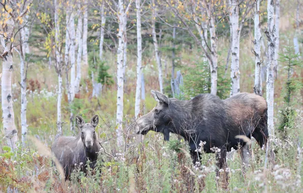 Forest, nature, moose