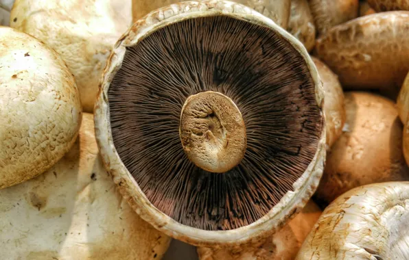 Mushroom, mushrooms, shroom, mushrooms, fungus, shrooms