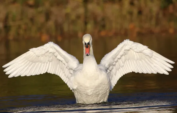 Picture white, bird, wings, Swan, pond, stroke