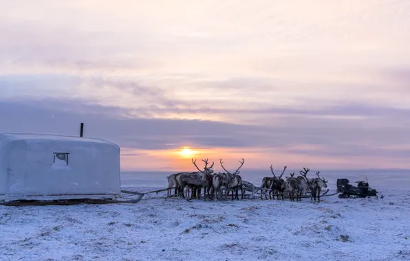 Winter, field, the sky, the sun, clouds, snow, dawn, deer