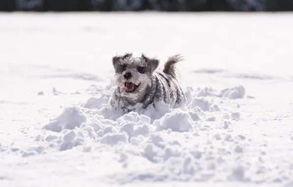Picture winter, snow, dog
