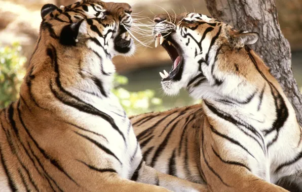 Feelings, tigers, the conversation, dispute