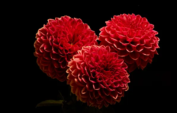 Picture flowers, the dark background, dahlias