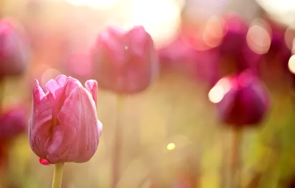 Greens, field, macro, light, flowers, nature, blur, tulips