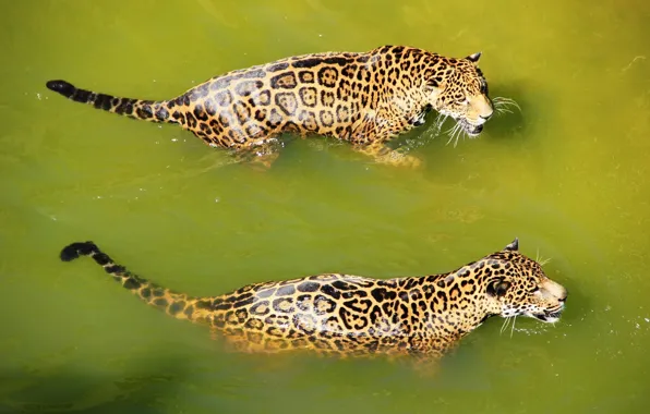 Picture water, predator, bathing, Jaguar