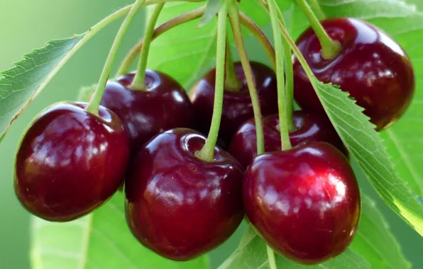 Branch, Cherry, Berry, Bunch, Vitamins