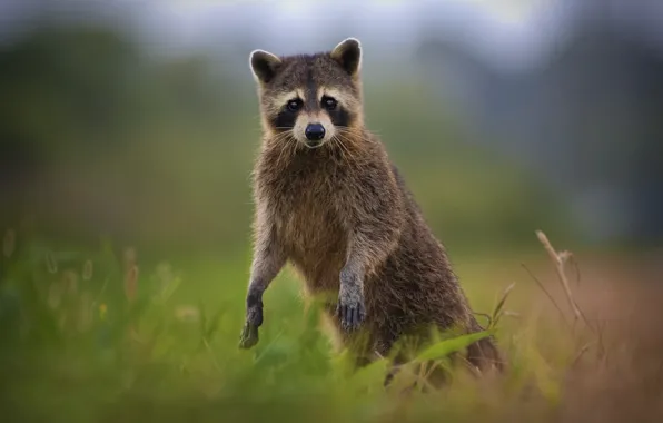Pose, raccoon, stand