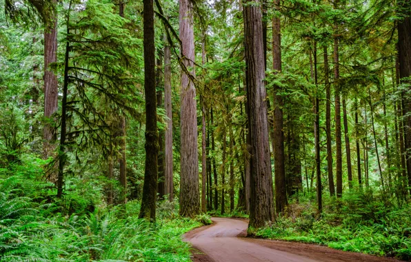Picture road, forest, trees, winding dirt road through a Redwood forest