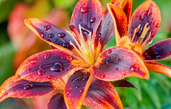 Drops, macro, Lily, petals