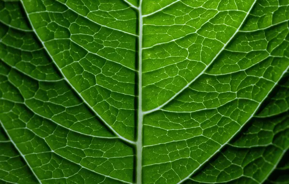 Picture macro, sheet, background, texture
