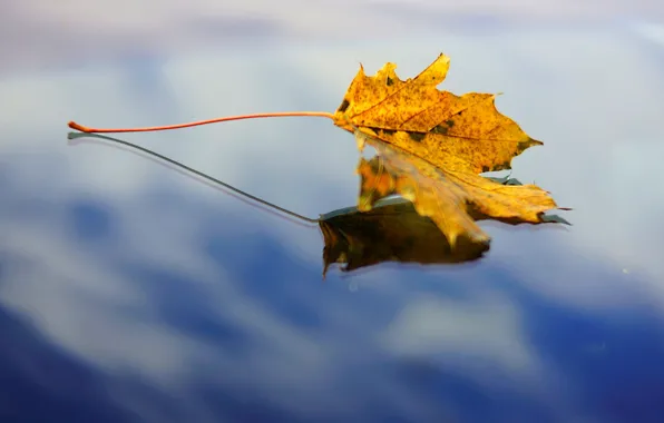 The sky, water, macro, reflection, background, widescreen, Wallpaper, leaf