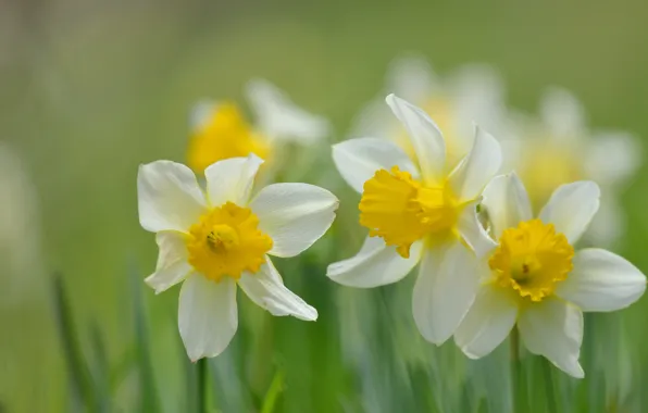 Picture trio, daffodils, bokeh