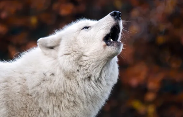Nature, face, animal, wolf, wildlife, head, fur, mammal