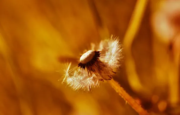 Flower, orange, yellow, background, dandelion, blur, seeds, the parachutes