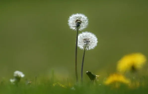 Picture nature, spring, dandelions